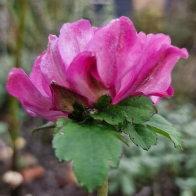 Anemone x hybrida 'Carmen'