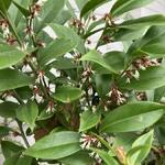 Sarcococca orientalis - 