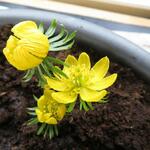 Eranthis hyemalis 'Schwefelglanz' - 