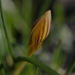 Crocus chrysanthus 'Zwanenburg Bronze' - 