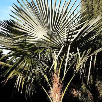 Trachycarpus sp. 'Manipur'