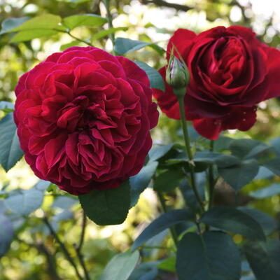 Rosa 'Leonard Dudley Braithwaite' - 