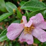 Camellia sasanqua 'Rosea' - 