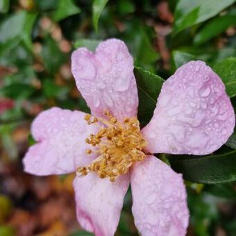 Camellia sasanqua 'Rosea'