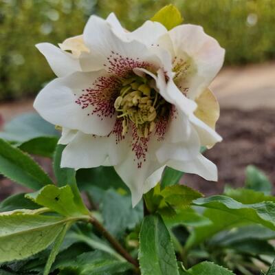 Helleborus orientalis 'HELLO White' - 