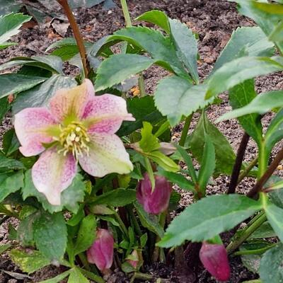 Helleborus orientalis 'HELLO Ruby' - 