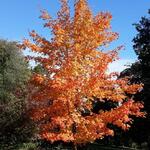 Acer saccharum - 