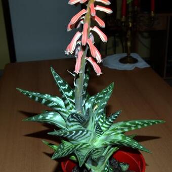 Aloe variegata