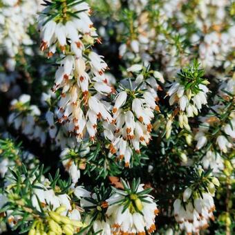 Erica carnea f. alba 'Isabell'