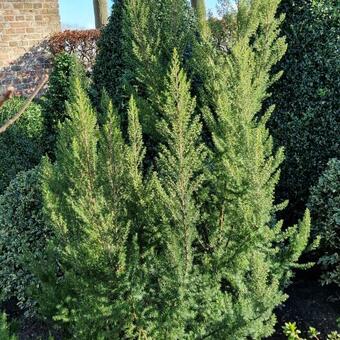 Erica arborea var. alpina