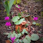 Cyclamen coum 'Ruby Star' - Cyclamen coum 'Ruby Star'