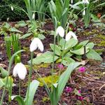 Galanthus elwesii 'Cedric's Prolific' - 