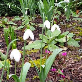 Galanthus elwesii 'Cedric's Prolific'