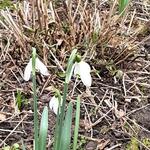 Galanthus 'White Cloud' - 