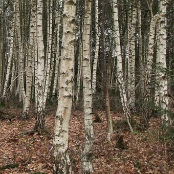 Betula pendula