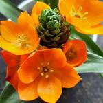 Ornithogalum dubium - 