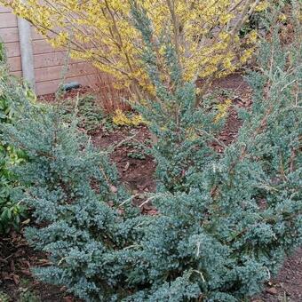 Juniperus squamata 'Holger'