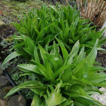 Colchicum autumnale