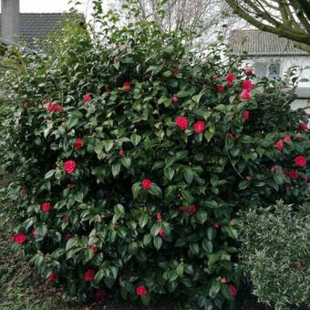 Camellia japonica 'Chandleri Elegans'