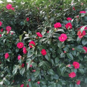 Camellia japonica 'Chandleri Elegans'