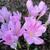 Colchicum autumnale