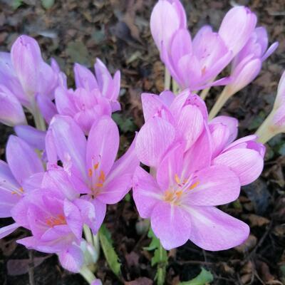 Colchicum autumnale - 