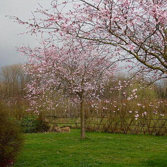 Prunus 'Accolade'