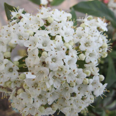 Viburnum tinus 'Gwenllian' - VIORNE TIN 'GWENLLIAN', LAURIER TIN 'GWENLLIAN' - Viburnum tinus 'Gwenllian'