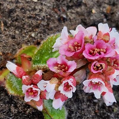 Bergenia ciliata - 