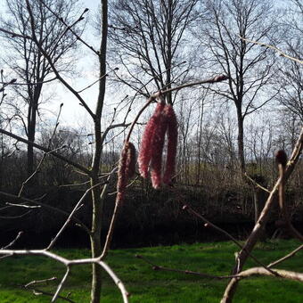 Sorbus commixta 'Carmencita'