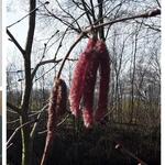 Corylus avellana 'Rode Zellernoot' - Corylus avellana 'Rode Zellernoot'