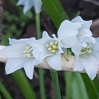 Allium paradoxum