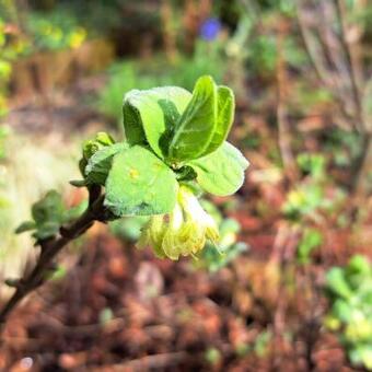 Lonicera caerulea 'Duet'