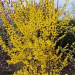 Forsythia x intermedia 'Week End' - Forsythia x intermedia 'Week End'