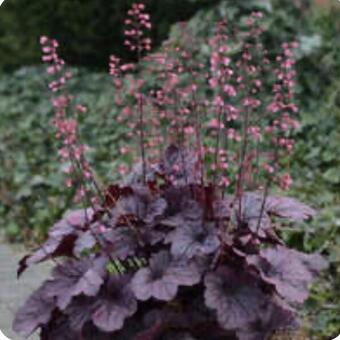 Heuchera 'Timeless Night'