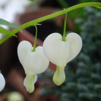 Dicentra eximia 'Alba'