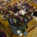 Loropetalum chinense 'Ruby Snow' - 