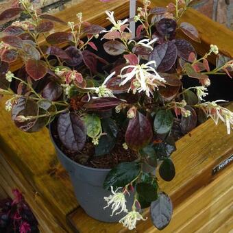 Loropetalum chinense 'Ruby Snow'