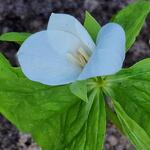 Trillium camschatcense - 