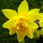 Narcissus 'Tête Bouclé' - 