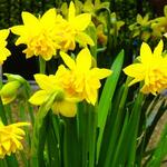 Narcissus 'Tête Bouclé' - 