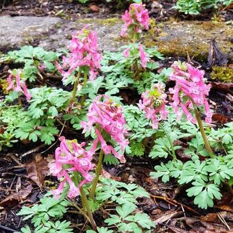 Corydalis solida 'Beth Evans'