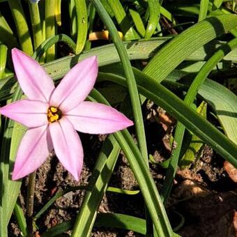 Ipheion uniflorum 'Charlotte Bishop'