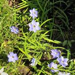 Ipheion 'Rolf Fiedler' - 