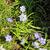 Ipheion 'Rolf Fiedler'