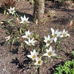 Tulipa clusiana var. stellata - Damen-Tulpe