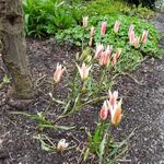 Tulipa clusiana var. stellata - Damen-Tulpe