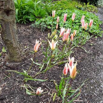 Tulipa clusiana var. stellata