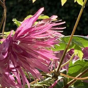 Clematis 'Sorbet'