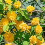 Kerria japonica - Corète du Japon - Kerria japonica